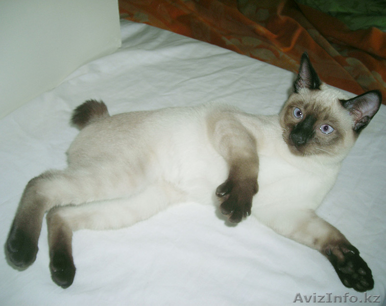 Котята меконгского (тайского) бобтейла  - Изображение #2, Объявление #259616