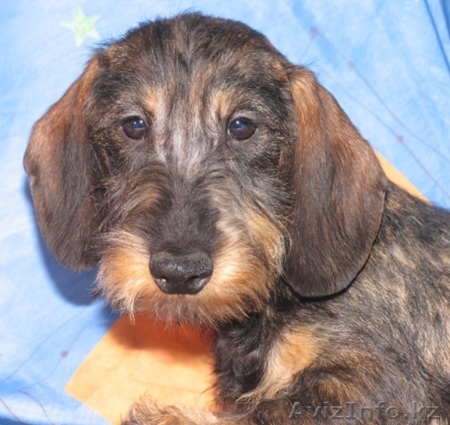 Очаровательные щенки таксы миниатюрной и кроличьей. - Изображение #2, Объявление #273934