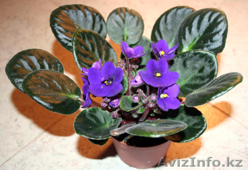 Фиалки, папоротники - Изображение #3, Объявление #272512