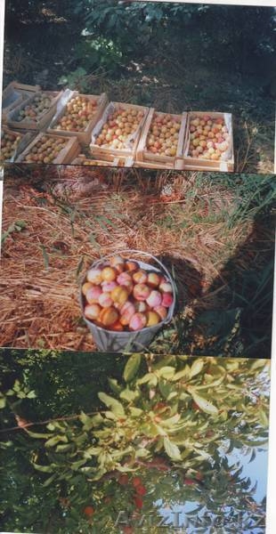 Продаю  отличные Сливы - Изображение #3, Объявление #261819