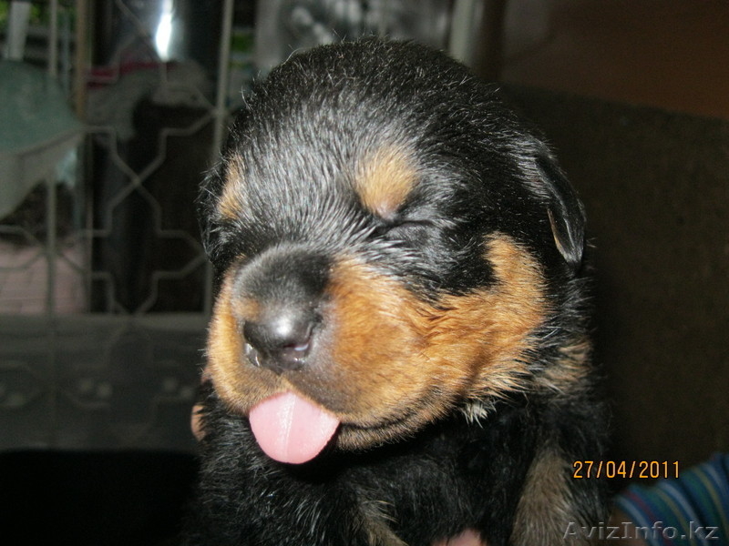  продаются Щенки ротвейлера - Изображение #3, Объявление #259807