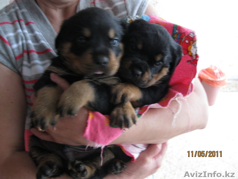  продаются Щенки ротвейлера - Изображение #2, Объявление #259807