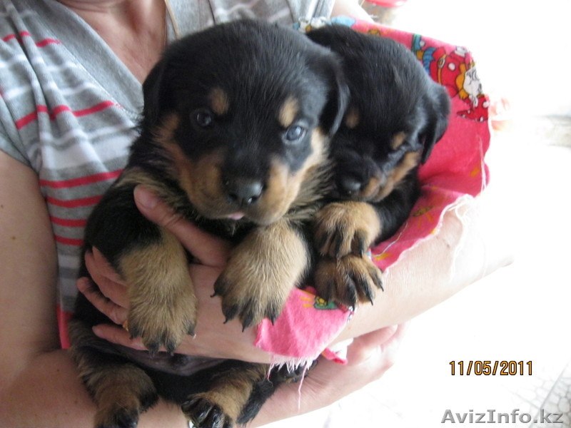  продаются Щенки ротвейлера - Изображение #1, Объявление #259807