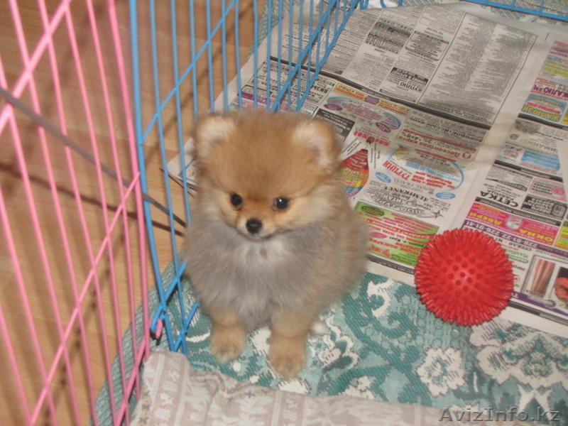 Щенки немецкий шпиц - Изображение #2, Объявление #211449