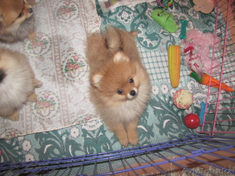 Щенки немецкий шпиц - Изображение #4, Объявление #211449