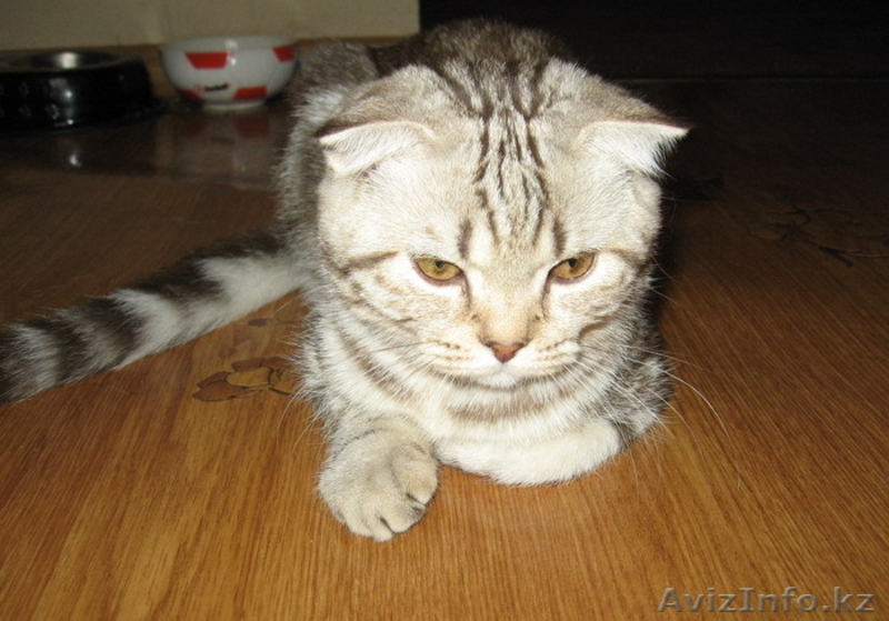 Шотландский вислоухий мальчик скоттиш фолд редкого окраса - Изображение #4, Объявление #279154