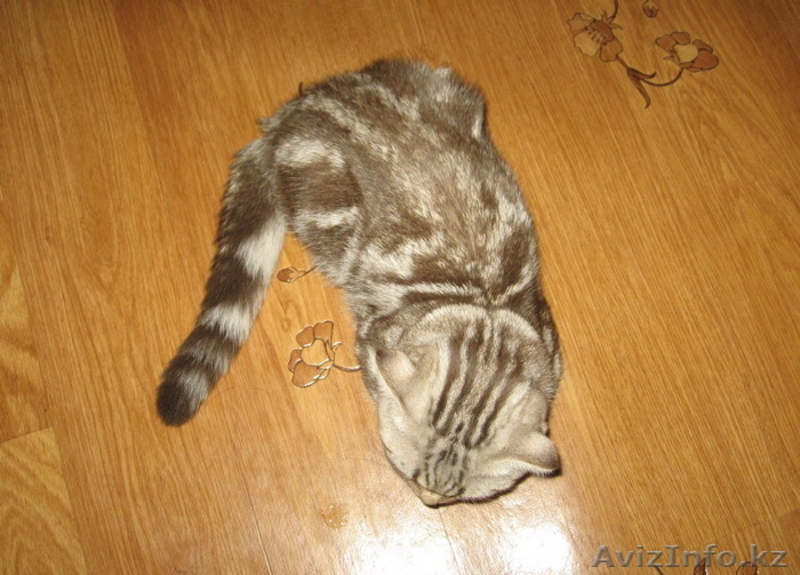 Шотландский вислоухий мальчик скоттиш фолд редкого окраса - Изображение #3, Объявление #279154