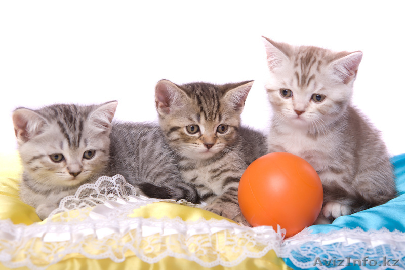 Продам милых британских котят - Изображение #1, Объявление #278062