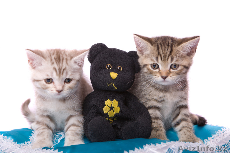 Продам милых британских котят - Изображение #2, Объявление #278062