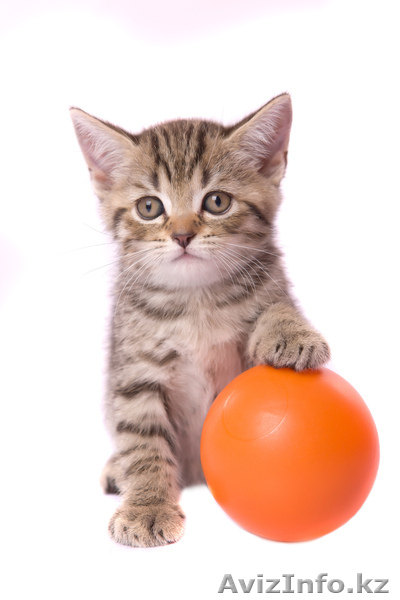 Продам милых британских котят - Изображение #3, Объявление #278062