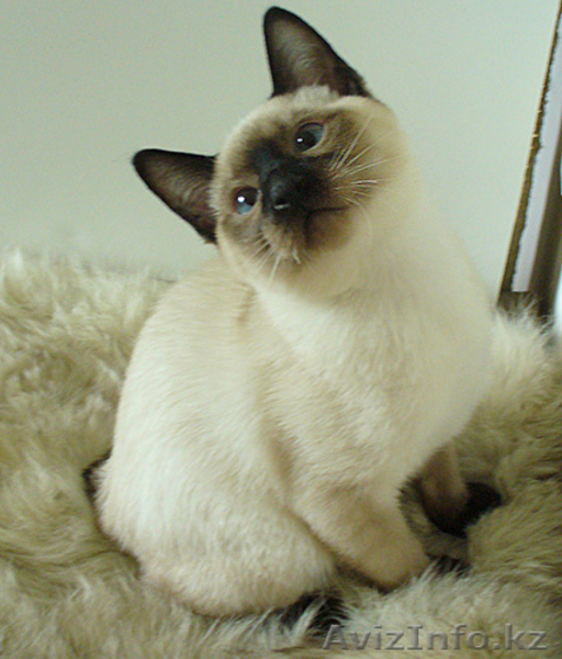 Котята меконгского (тайского) бобтейла  - Изображение #4, Объявление #259616