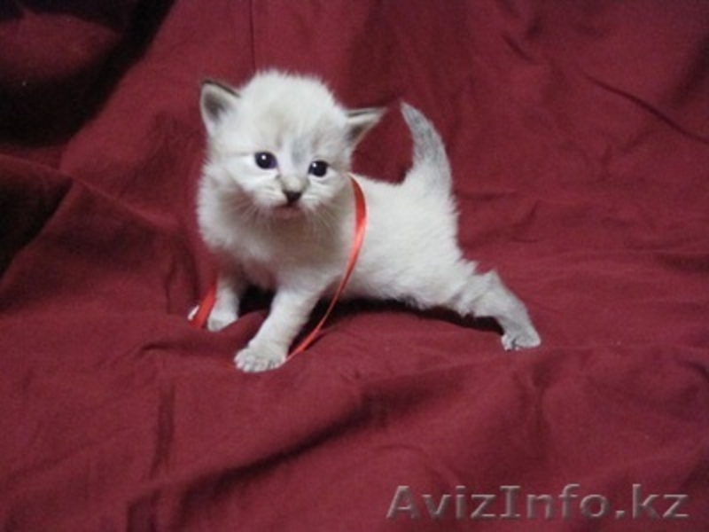 Невский маскарад котята - Изображение #1, Объявление #271121