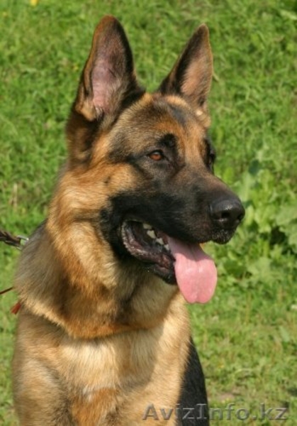 Продам оварку немецкую - Изображение #7, Объявление #272035