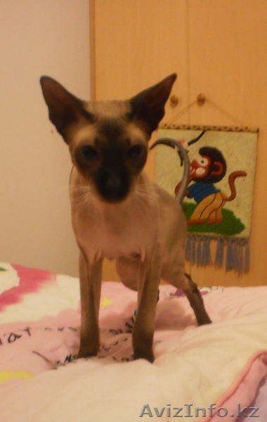 Заманбеков Темирлан makin-97@mail.ru - Изображение #3, Объявление #270070