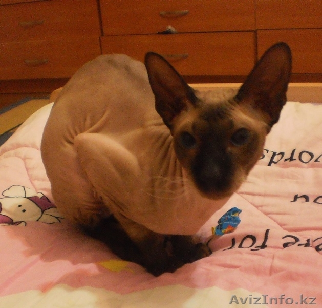 Заманбеков Темирлан makin-97@mail.ru - Изображение #1, Объявление #270070