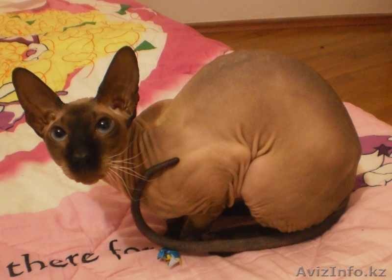 Заманбеков Темирлан makin-97@mail.ru - Изображение #4, Объявление #270070