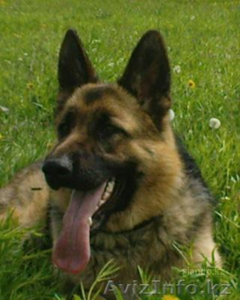 Продам оварку немецкую - Изображение #4, Объявление #272035