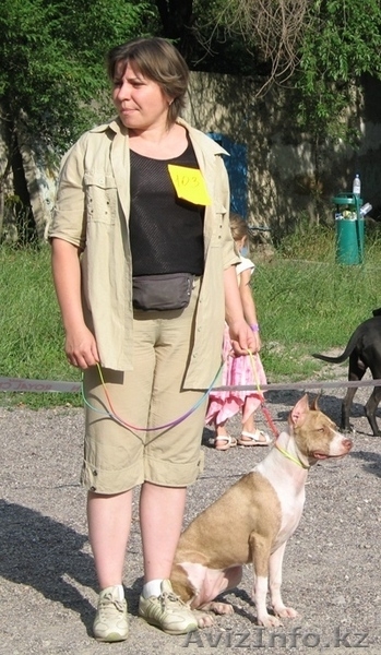 Американскго питбультерьера щенки (редноусы) - Изображение #2, Объявление #251274