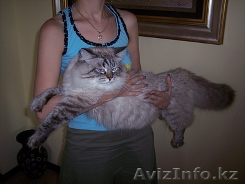 Невский маскарад котята - Изображение #3, Объявление #271121