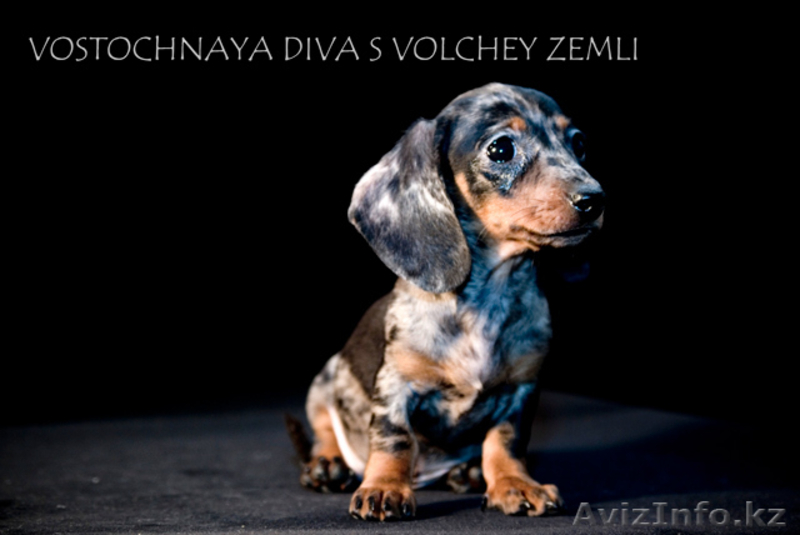 Очаровательные щенки таксы миниатюрной и кроличьей. - Изображение #3, Объявление #273934