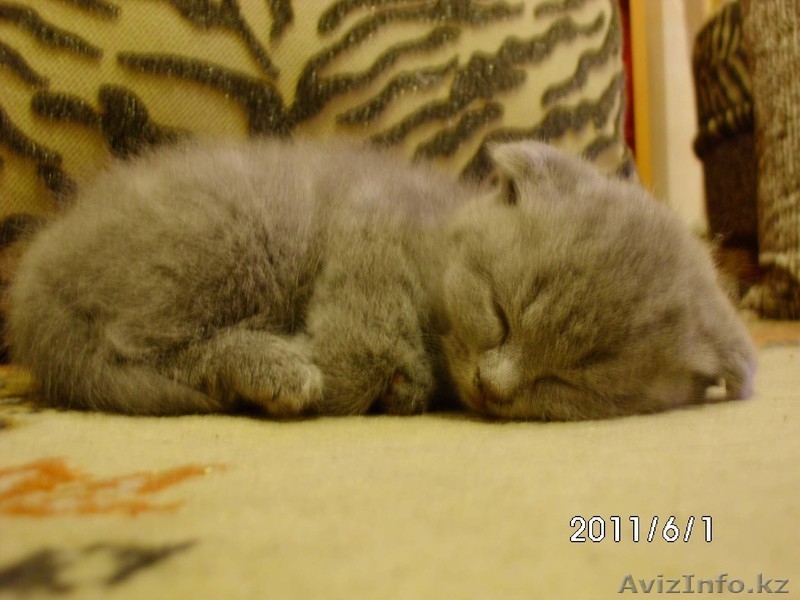 кошки вислоухие - Изображение #2, Объявление #290671