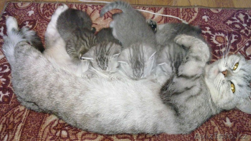 «Скоттиш фолд и Скоттиш страйт»,  - Изображение #3, Объявление #302143