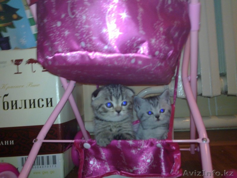 «Скоттиш фолд и Скоттиш страйт»,  - Изображение #2, Объявление #302143