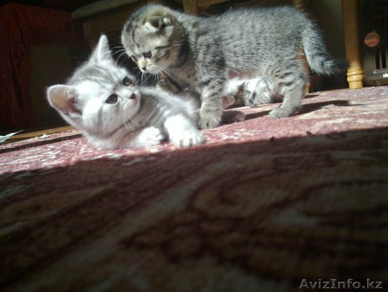 «Скоттиш фолд и Скоттиш страйт»,  - Изображение #5, Объявление #302143