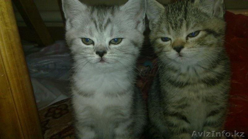 «Скоттиш фолд и Скоттиш страйт»,  - Изображение #1, Объявление #302143