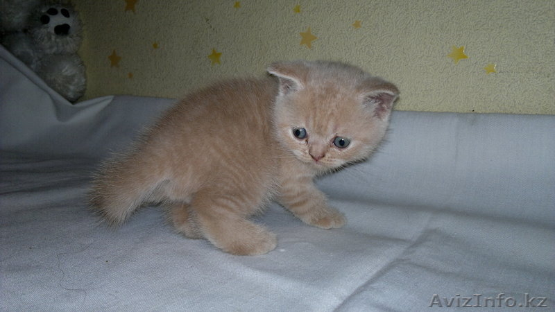 продажа котят шотландских прямоухие - Изображение #2, Объявление #285391