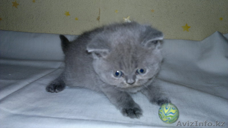 продажа котят шотландских прямоухие - Изображение #3, Объявление #285391
