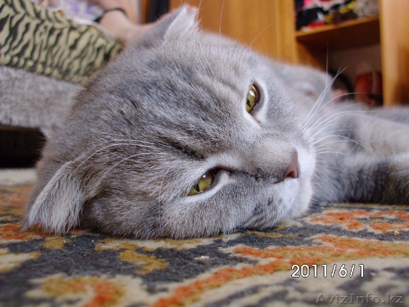 кошки вислоухие - Изображение #3, Объявление #290671