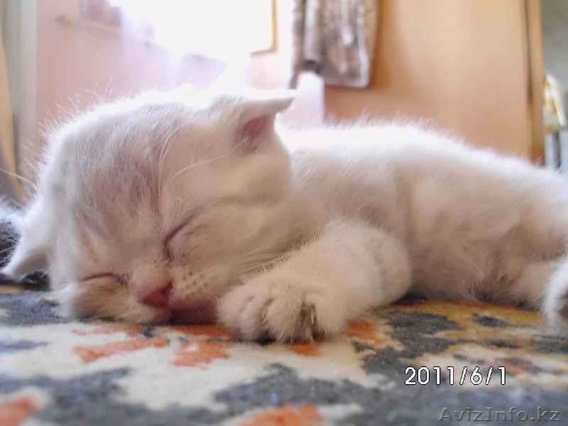 кошки вислоухие - Изображение #1, Объявление #290671