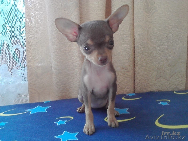 Русский той терьер щенки - Изображение #1, Объявление #306024