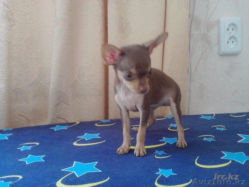 Русский той терьер щенки - Изображение #2, Объявление #306024