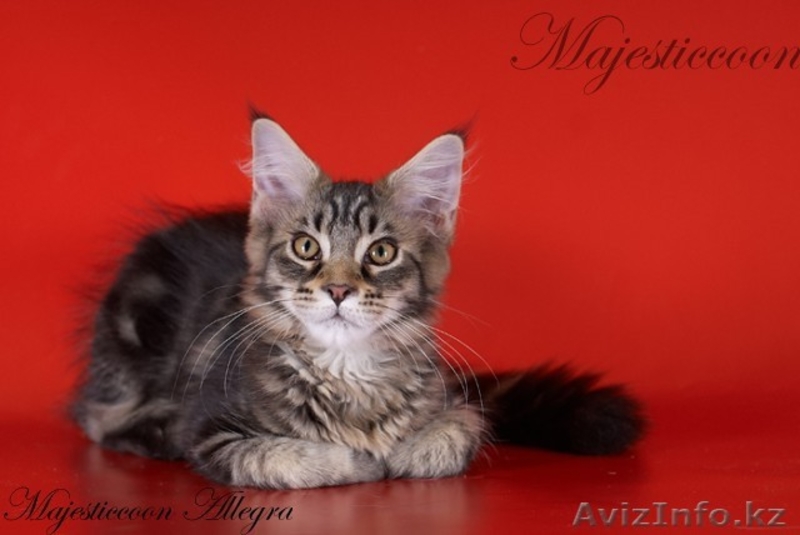 Питомник мейн-кунов Majesticcoon - Изображение #1, Объявление #294727