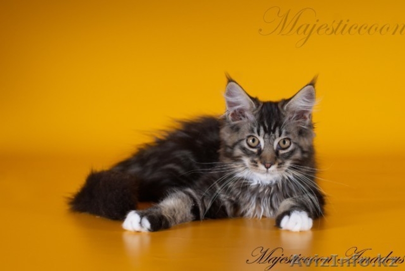 Котята породы мейн-кун - Изображение #2, Объявление #303021