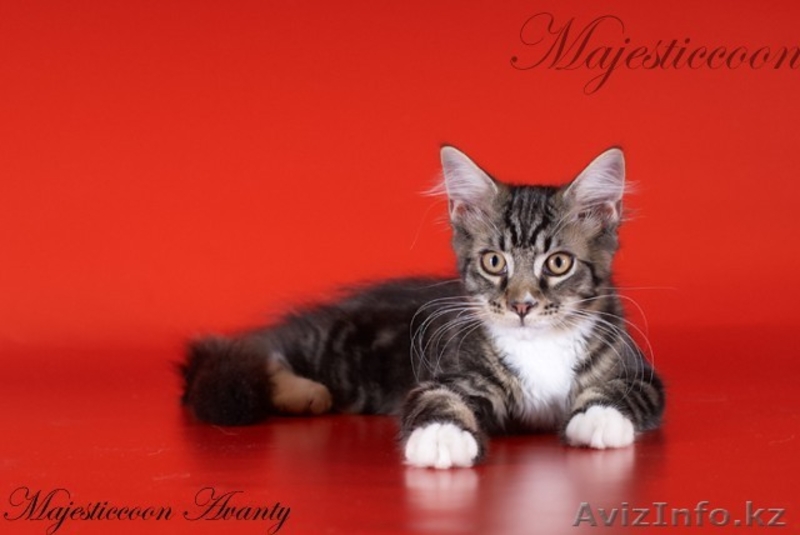 Питомник мейн-кунов Majesticcoon - Изображение #4, Объявление #294727