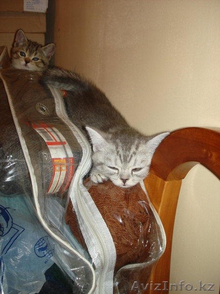 «Скоттиш фолд и Скоттиш страйт»,  - Изображение #7, Объявление #302143