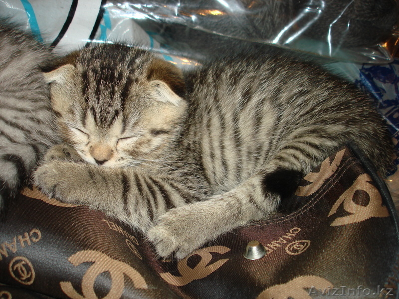 «Скоттиш фолд и Скоттиш страйт»,  - Изображение #8, Объявление #302143