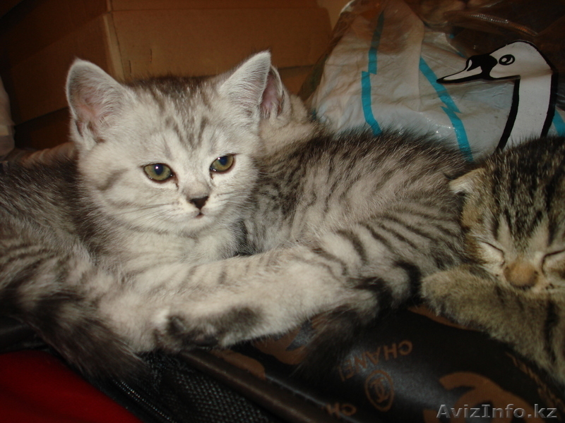 «Скоттиш фолд и Скоттиш страйт»,  - Изображение #6, Объявление #302143