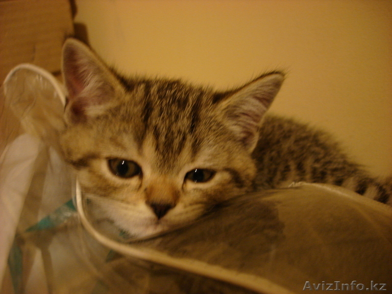 «Скоттиш фолд и Скоттиш страйт»,  - Изображение #9, Объявление #302143