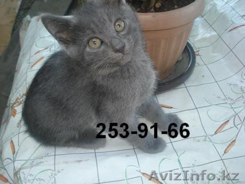 Отдам котят в хорошие руки Алматы - Изображение #3, Объявление #294957