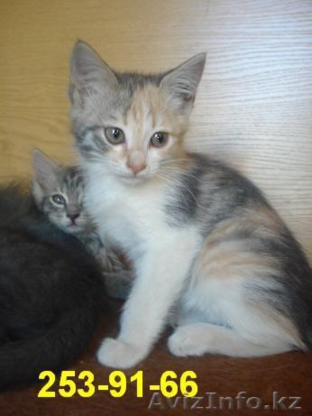 Отдам котят в хорошие руки Алматы - Изображение #2, Объявление #294957