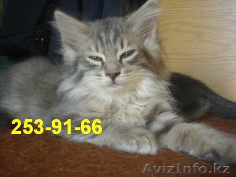 Отдам котят в хорошие руки Алматы - Изображение #1, Объявление #294957