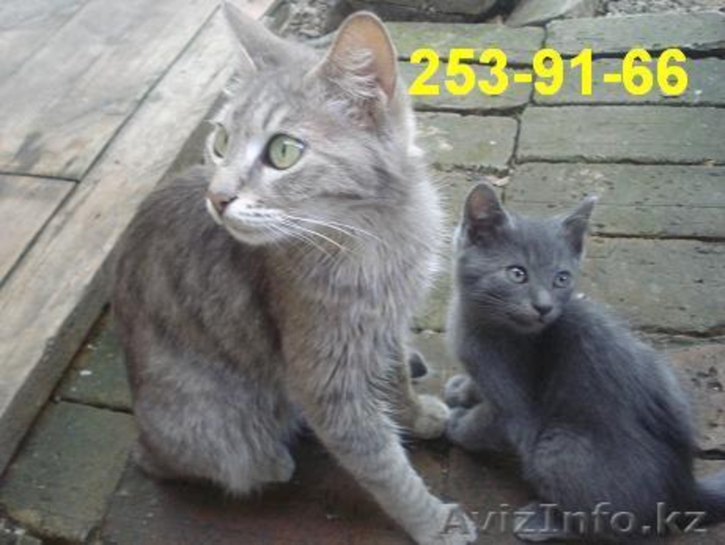 Отдам котят в хорошие руки Алматы - Изображение #5, Объявление #294957