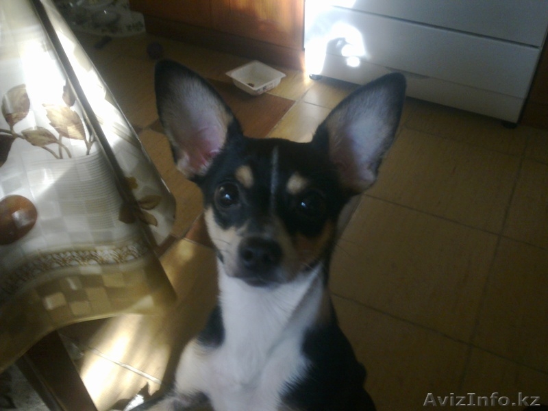 Для той-терьера - Изображение #1, Объявление #292502