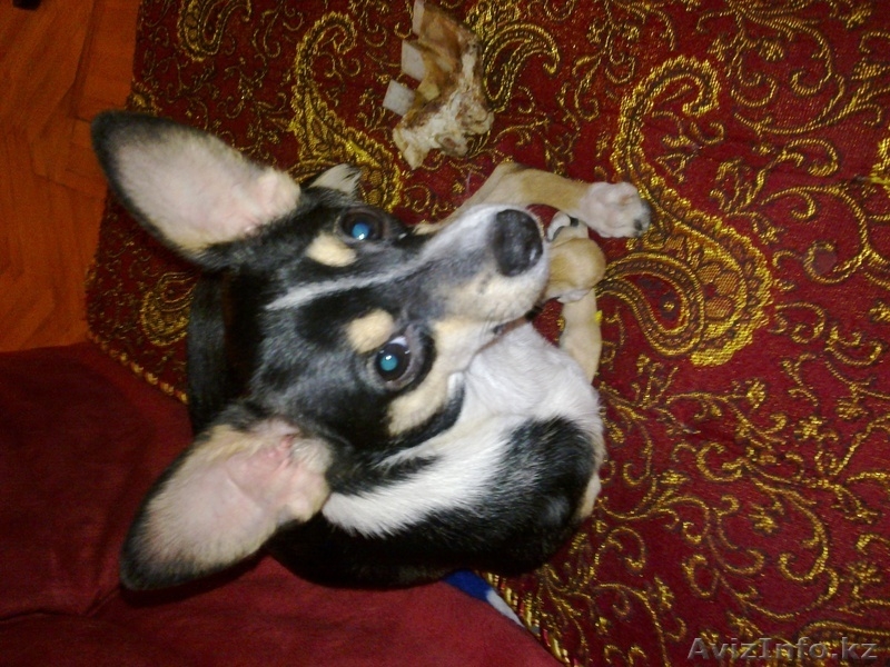 Для той-терьера - Изображение #2, Объявление #292502