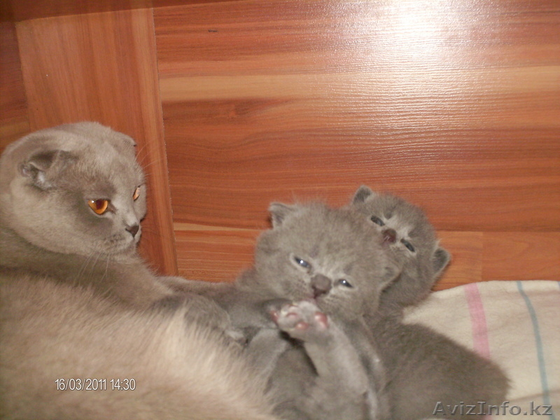 Продам породистых Шотландских котят. - Изображение #4, Объявление #283700