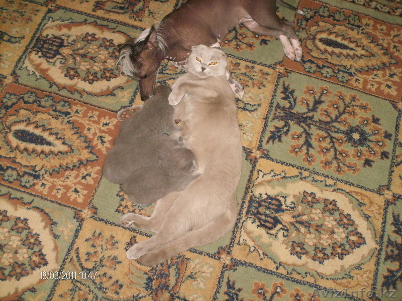 Продам Британско - Шотландских котят. - Изображение #3, Объявление #283723